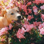 Dog in a garden, Dog with flowers