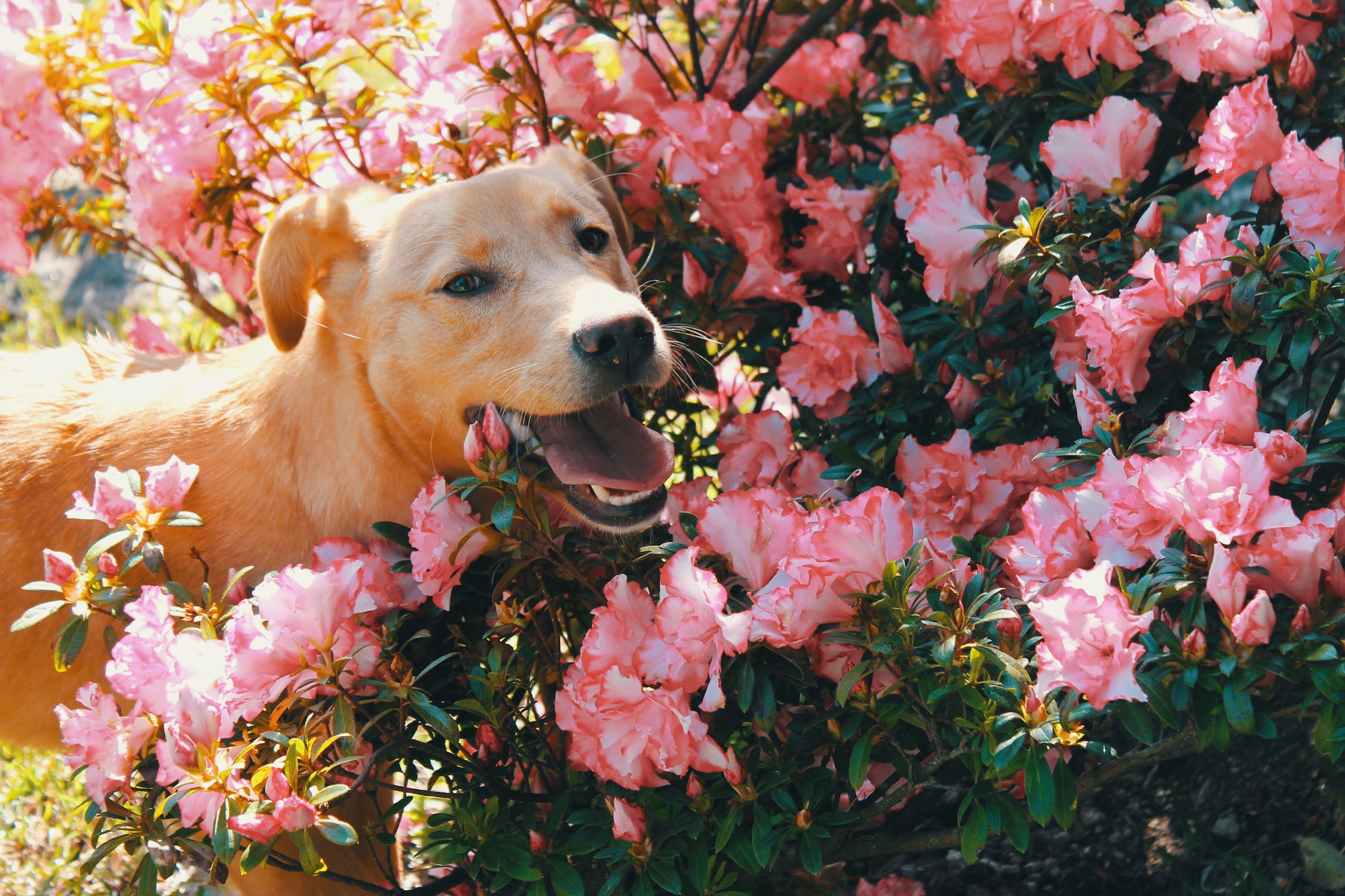 Dog in a garden, Dog with flowers