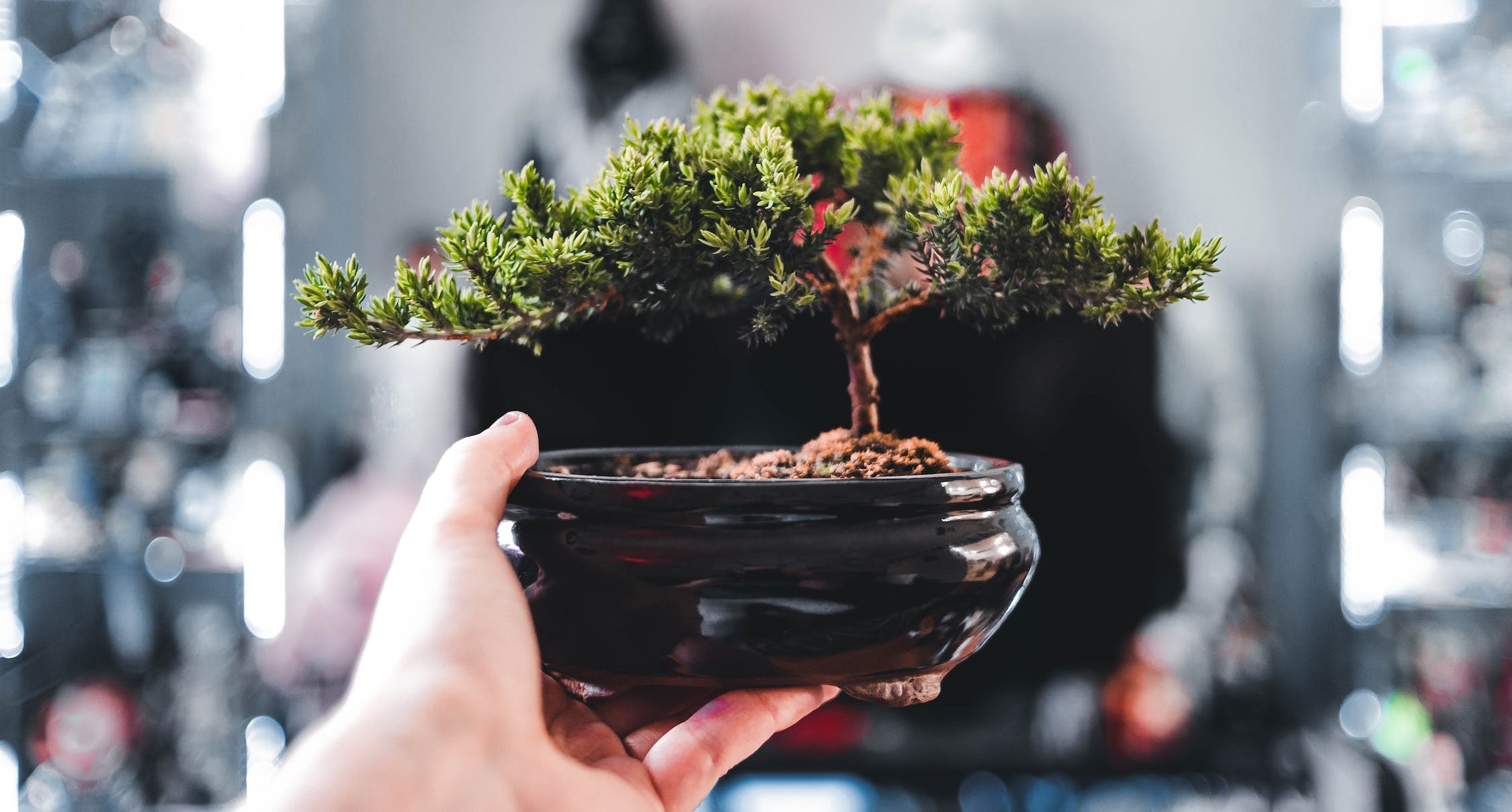 Repotting, Repotting a bonsai