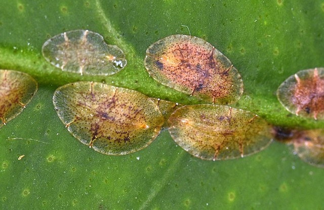 Scale insect, Coccoidea