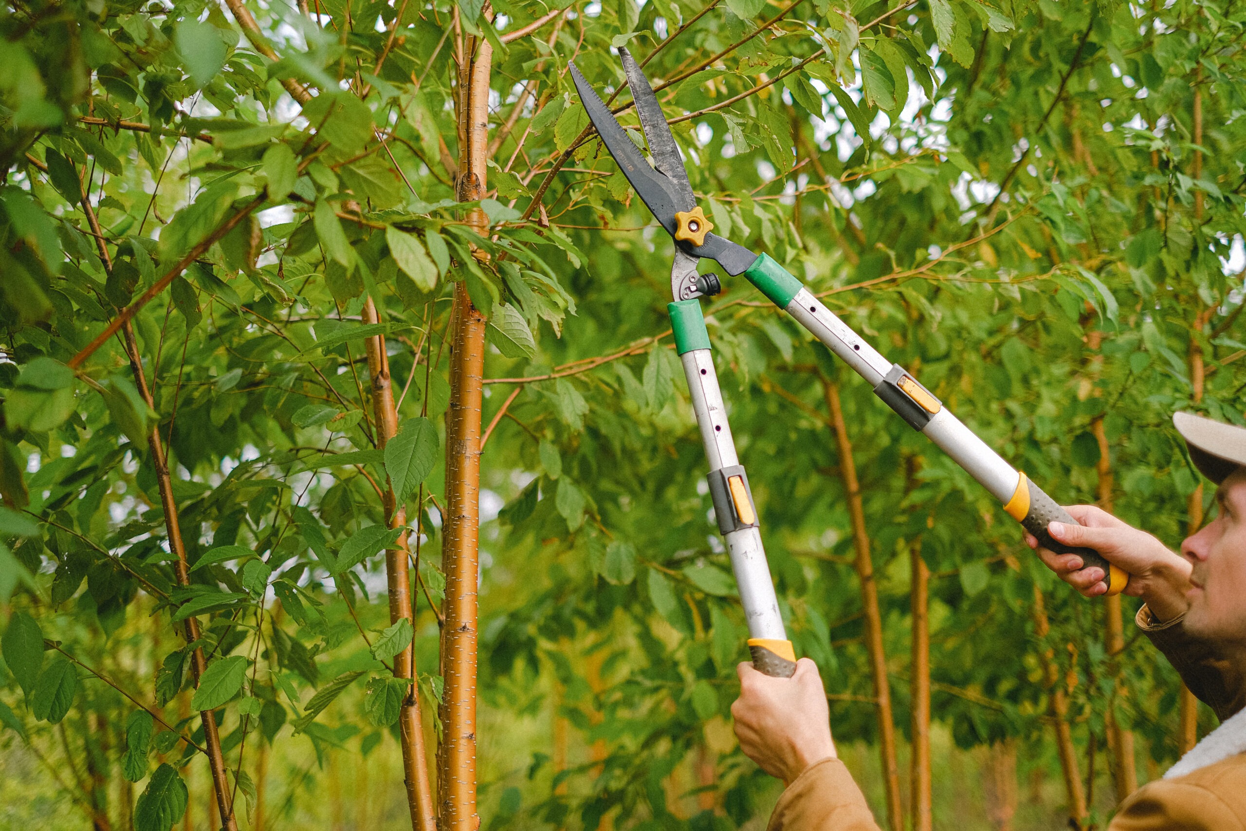 Tree pruning, Gardener cutting branches of tree)