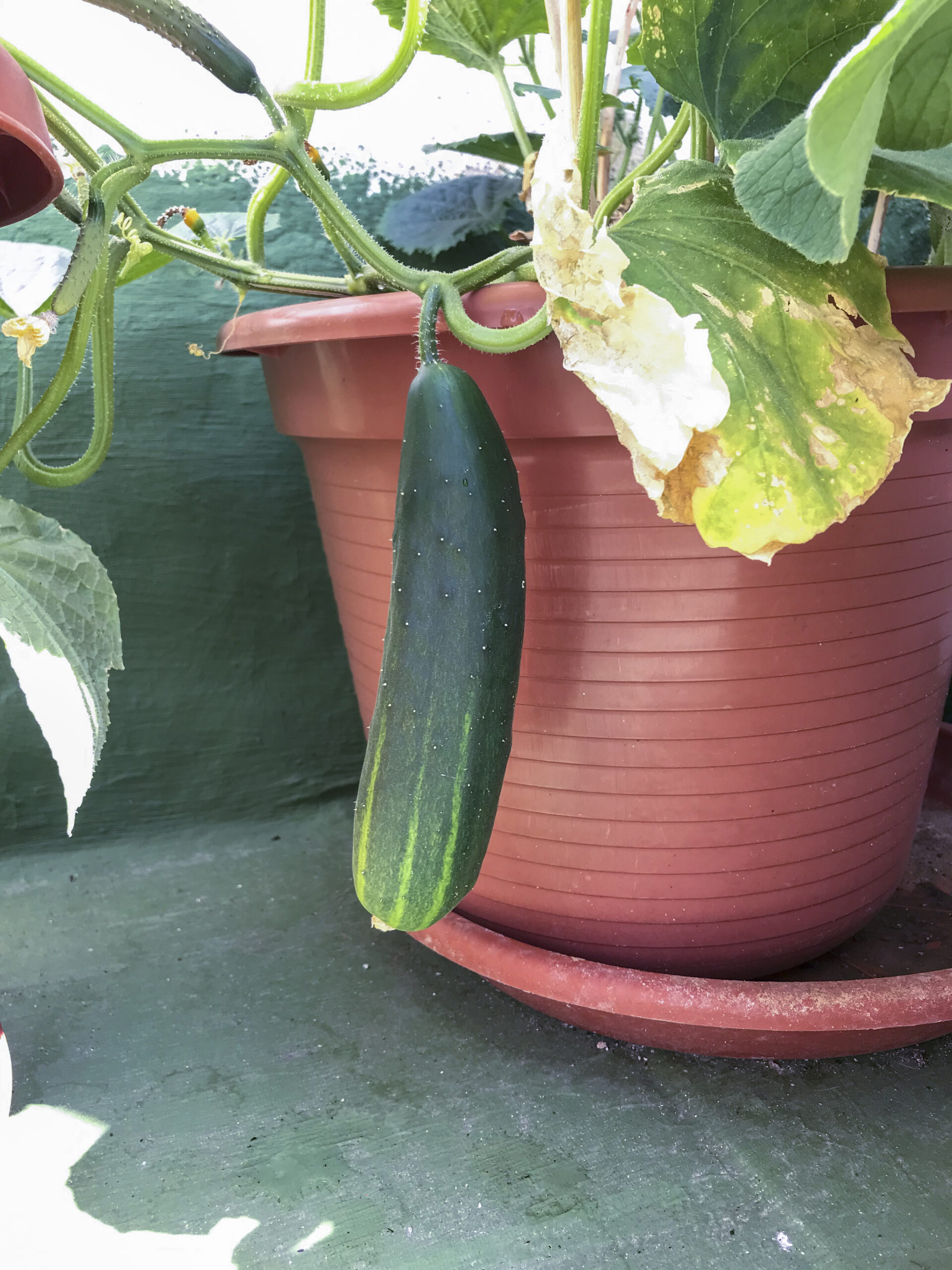 a-potted-cucumber-plant