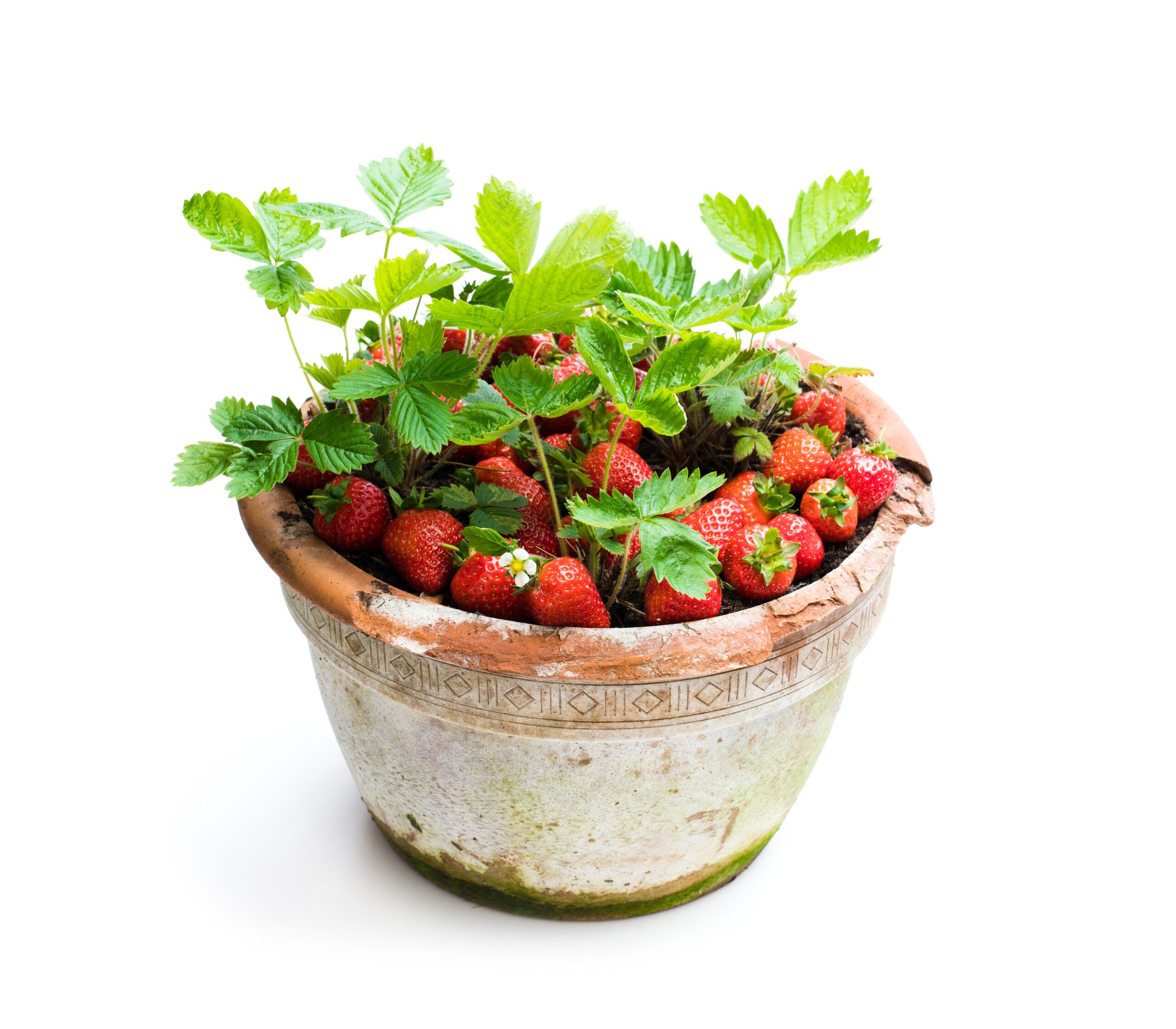 a-strawberry-plant-in-a-pot