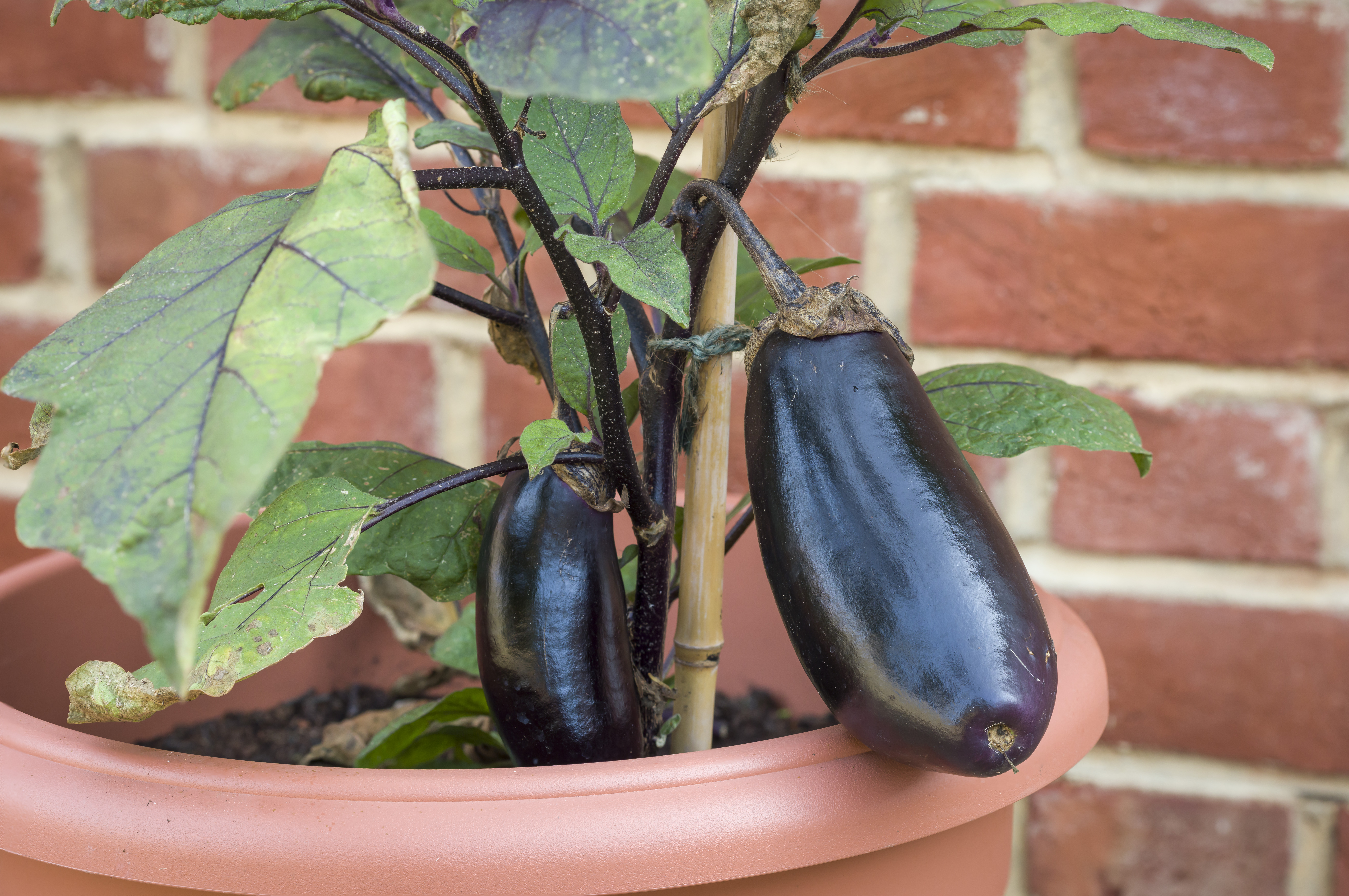 an-eggplant-pot