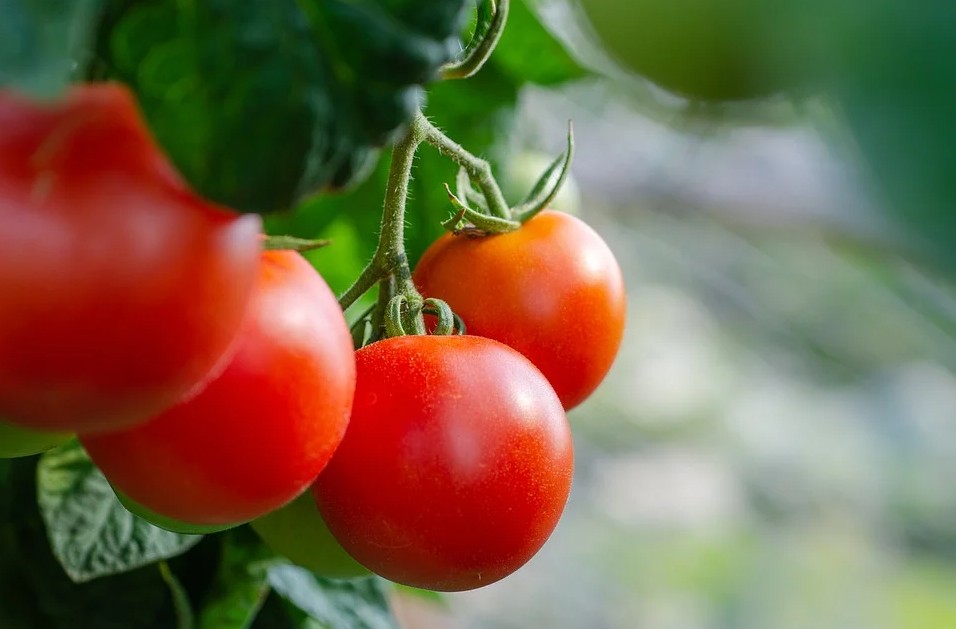 Best Nutrient-Rich Crops To Grow in Your Container Garden