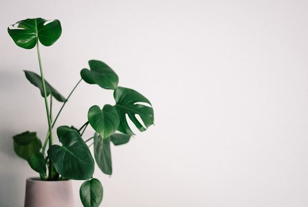 Decorating With Artificial Plants in Your Home or Business