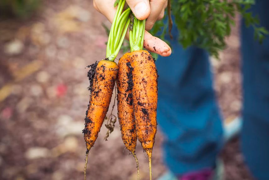 How to Harvest Carrots in Containers