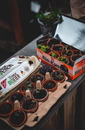 The Idea of Container Gardening 