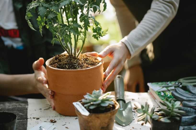 What Materials Are Needed to Build a Container Garden