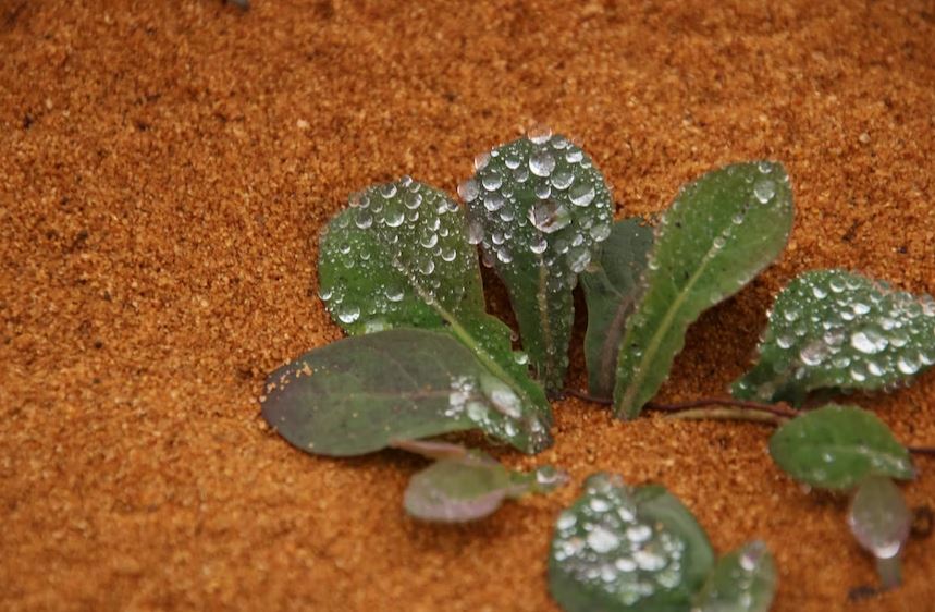 plant in a sandy soil