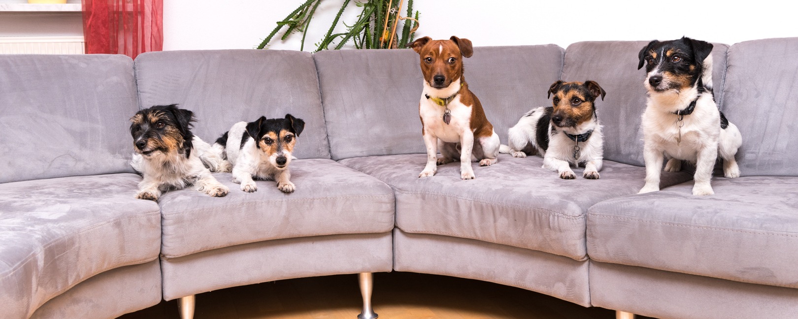 Pack of Jack Russell Terrier Dogs on a sectional softa
